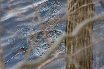 Common Kingfisher Nishioka Park Tue, 5/4/2021