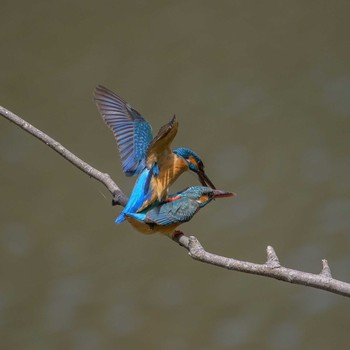 Common Kingfisher 四季の森公園(横浜市緑区) Tue, 5/4/2021