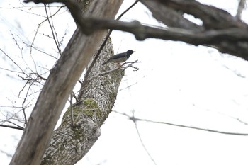 クロツグミ 恵庭公園 2021年5月5日(水)