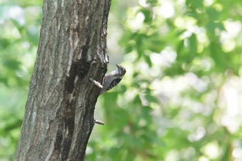 Japanese Pygmy Woodpecker Mie-ken Ueno Forest Park Thu, 5/6/2021