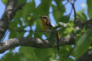 Narcissus Flycatcher Mie-ken Ueno Forest Park Thu, 5/6/2021