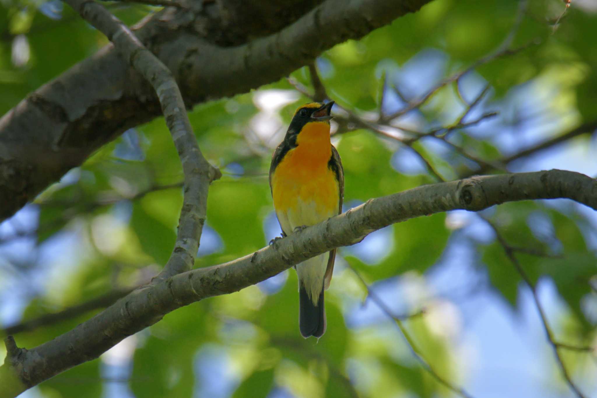 Photo of Narcissus Flycatcher at Mie-ken Ueno Forest Park by masatsubo