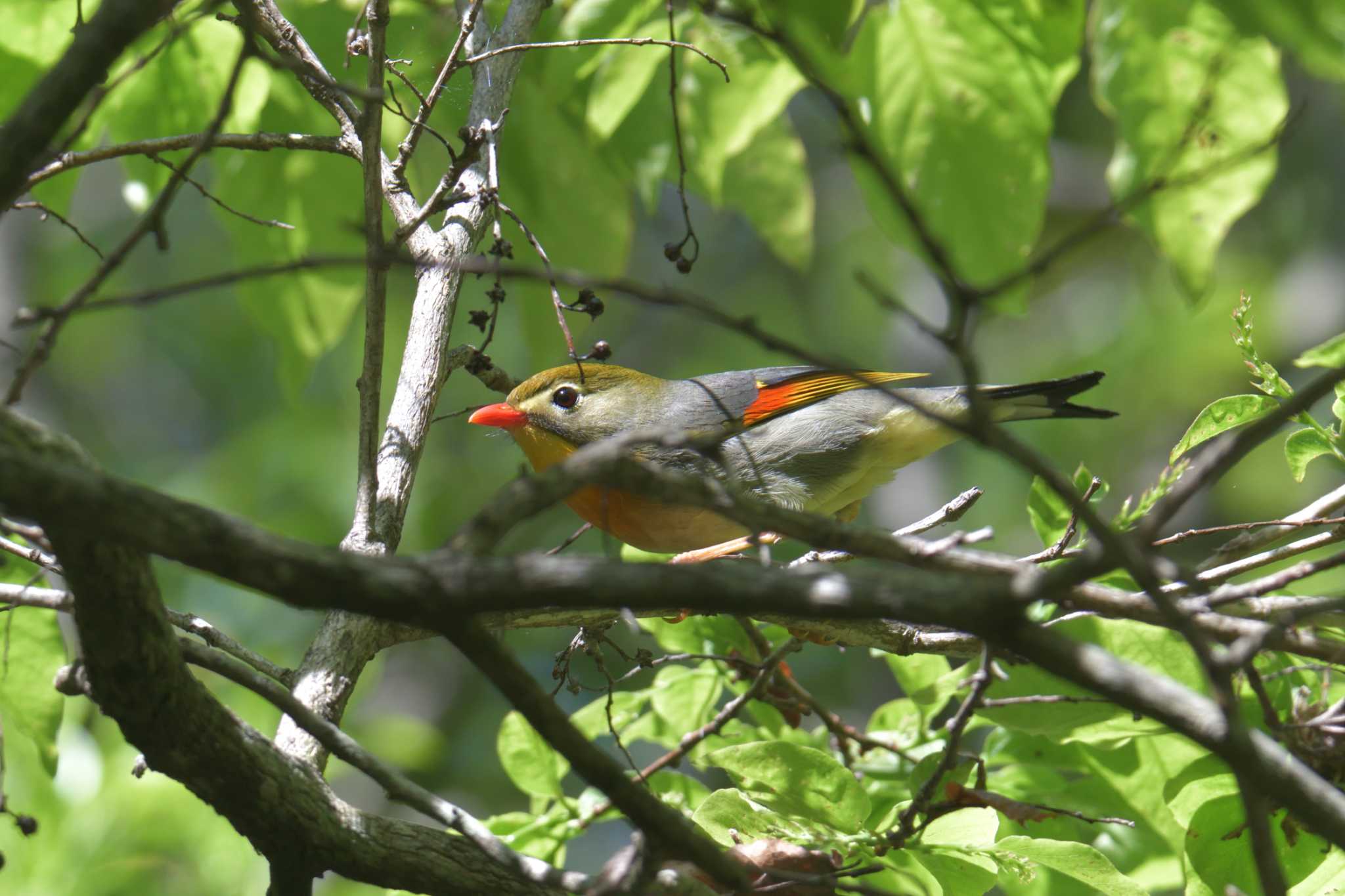 Photo of Red-billed Leiothrix at Mie-ken Ueno Forest Park by masatsubo