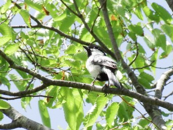 2021年5月6日(木) 21世紀の森と広場(千葉県松戸市)の野鳥観察記録