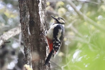 Great Spotted Woodpecker 青森市野木和公園 Wed, 5/5/2021