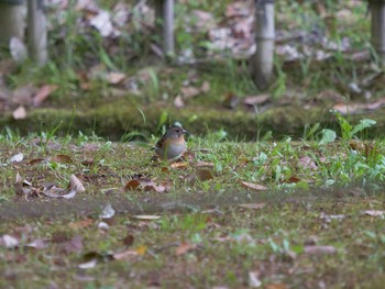 Brambling Matsue Castle Thu, 5/6/2021