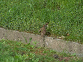 Eurasian Tree Sparrow Matsue Castle Thu, 5/6/2021