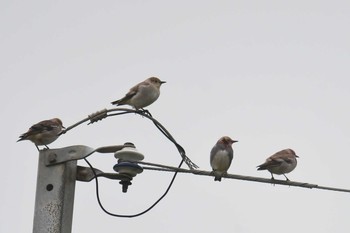 Chestnut-cheeked Starling 黒潮の森マングローブパーク Sat, 4/10/2021