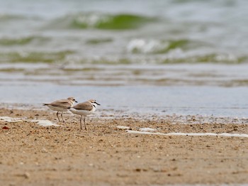 シロチドリ 香櫨園浜 2021年5月4日(火)