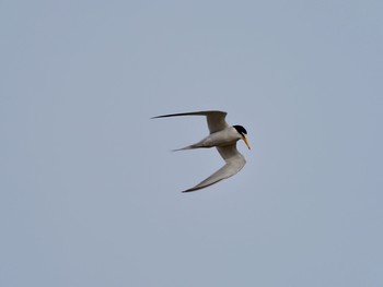 Little Tern 香櫨園浜 Tue, 5/4/2021