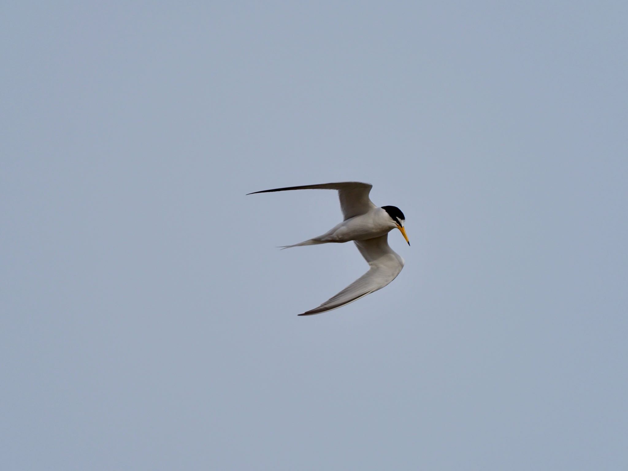 Photo of Little Tern at 香櫨園浜 by speedgame
