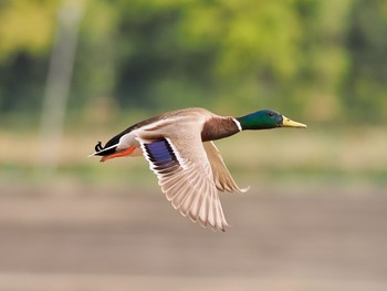 Mallard 香櫨園浜 Tue, 5/4/2021