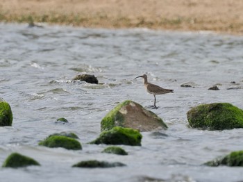 チュウシャクシギ 香櫨園浜 2021年5月4日(火)