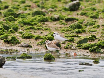 シロチドリ 香櫨園浜 2021年5月4日(火)