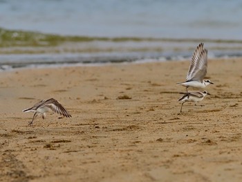 シロチドリ 香櫨園浜 2021年5月4日(火)