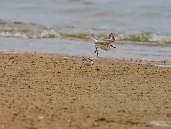 シロチドリ 香櫨園浜 2021年5月4日(火)