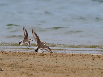 シロチドリ 香櫨園浜 2021年5月4日(火)