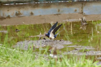 Thu, 5/6/2021 Birding report at 赤羽自然観察公園