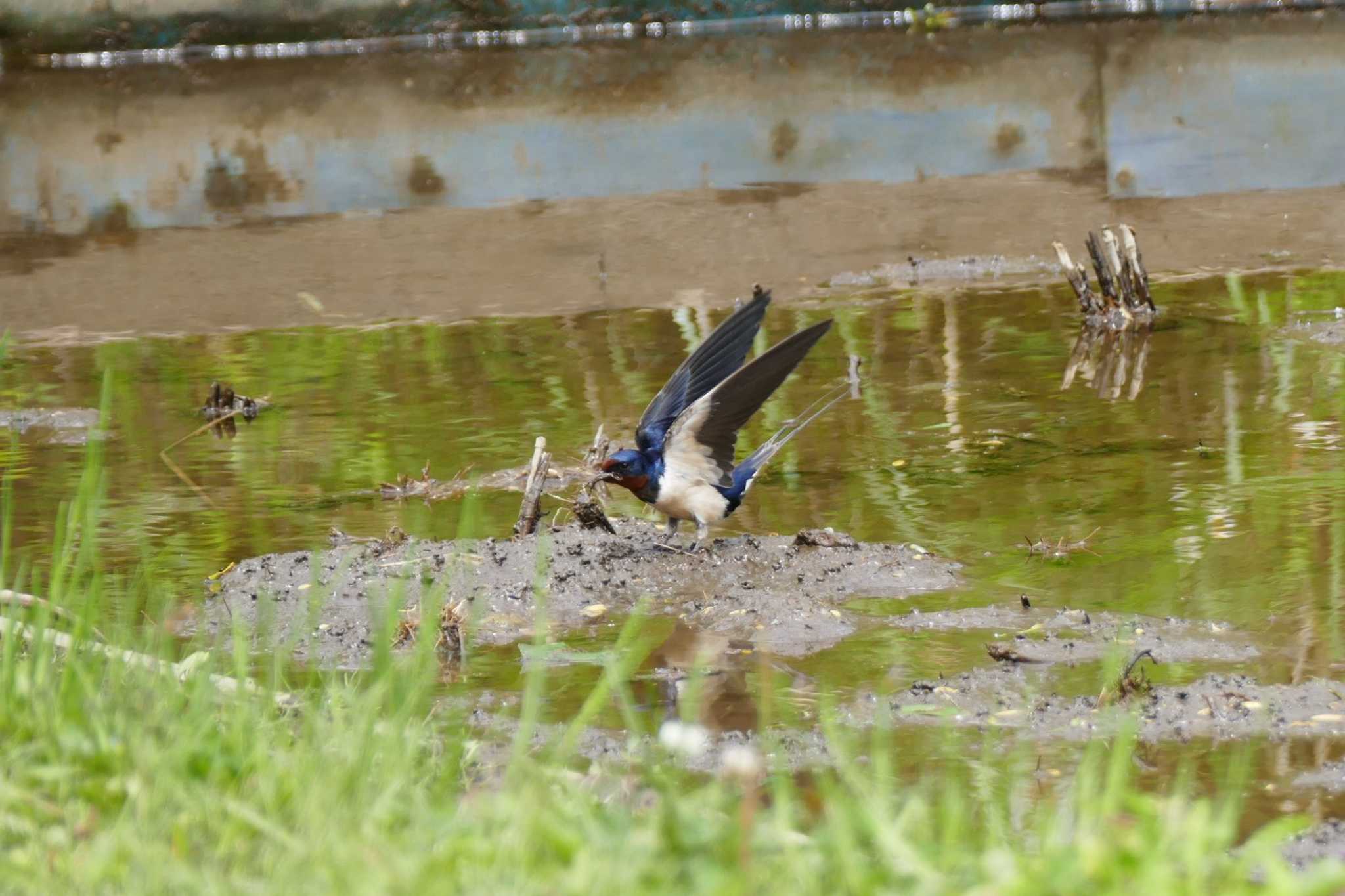 Photo of Barn Swallow at 赤羽自然観察公園 by アカウント5509