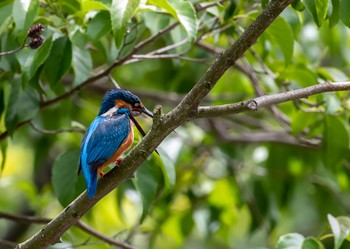 カワセミ 水元公園 2021年5月6日(木)