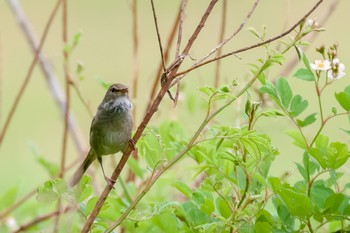 ウグイス 秋ヶ瀬公園 2021年5月2日(日)