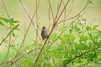 ウグイス 秋ヶ瀬公園 2021年5月2日(日)