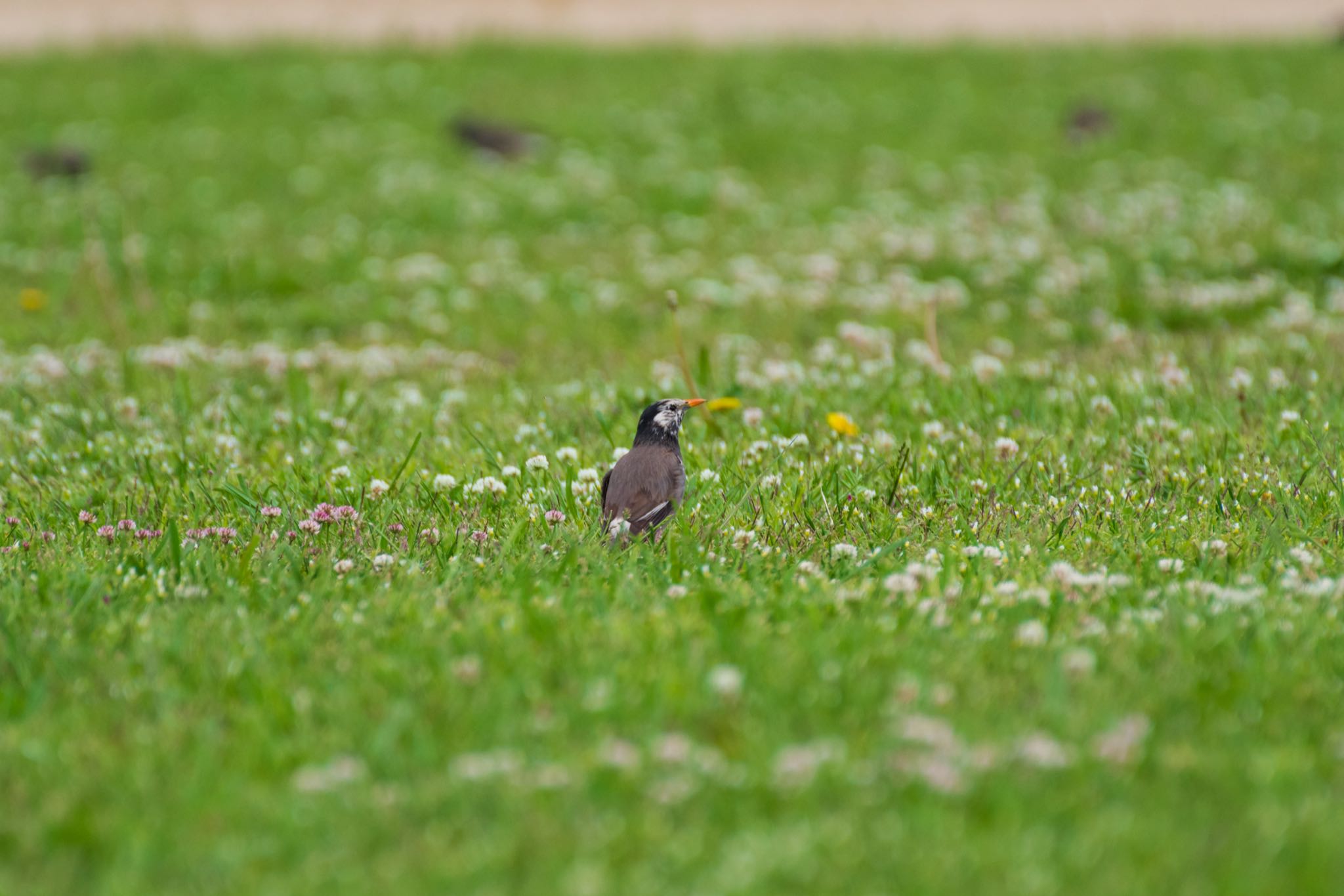 秋ヶ瀬公園 ムクドリの写真 by Marco Birds