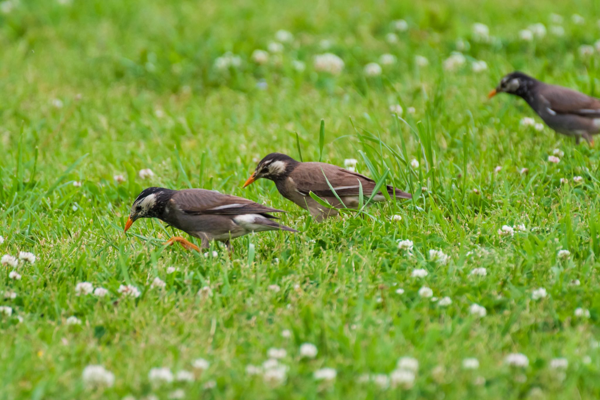 秋ヶ瀬公園 ムクドリの写真 by Marco Birds