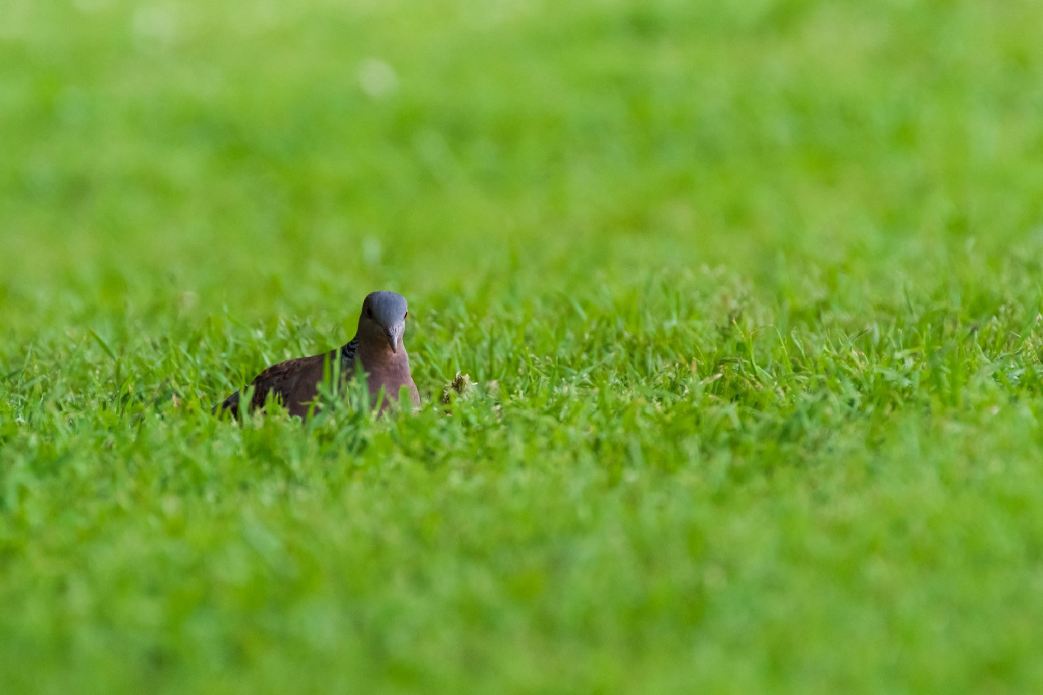 秋ヶ瀬公園 カワラバトの写真 by Marco Birds