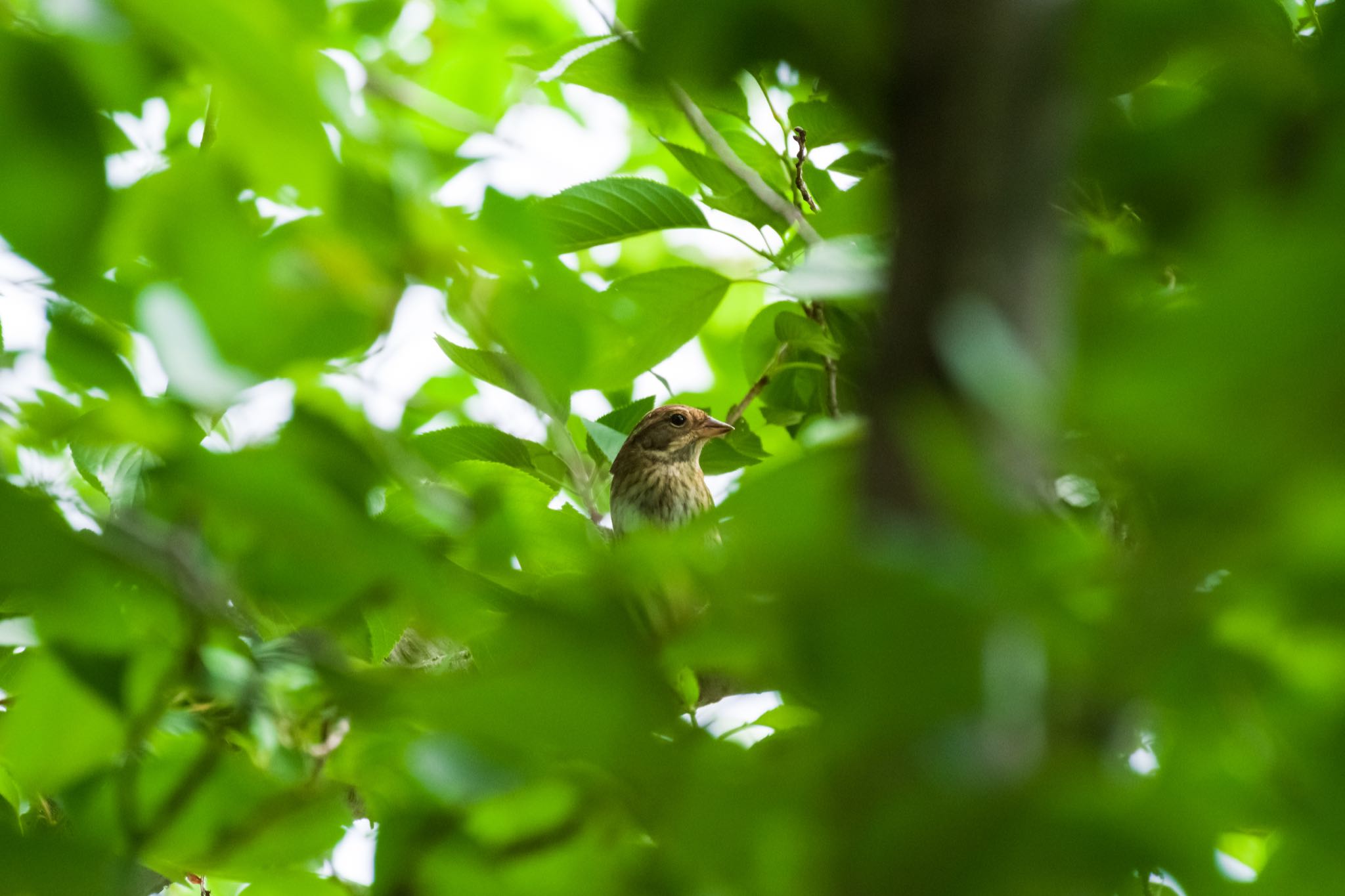 秋ヶ瀬公園 アオジの写真 by Marco Birds