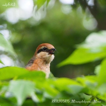 2021年5月5日(水) 水元公園の野鳥観察記録