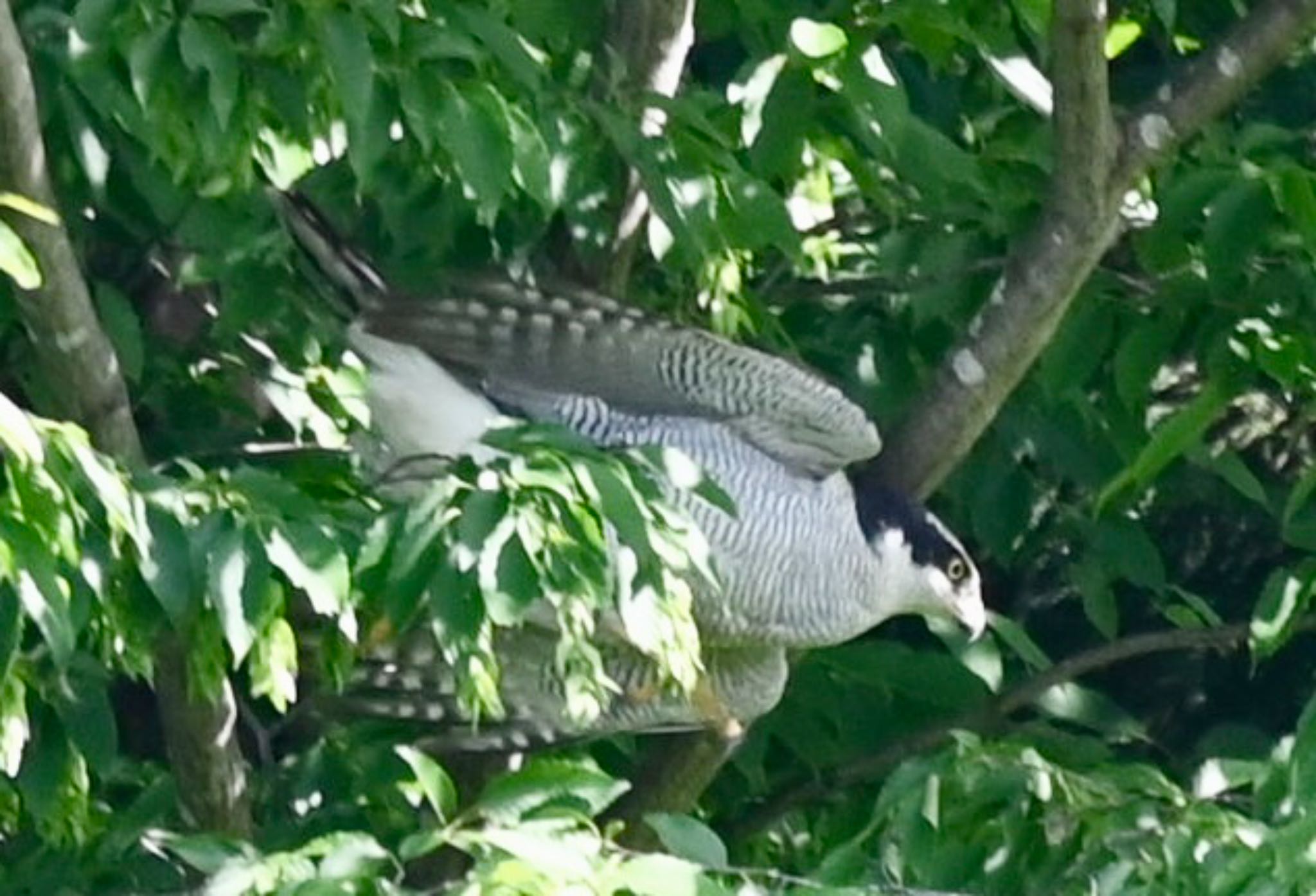 Eurasian Goshawk