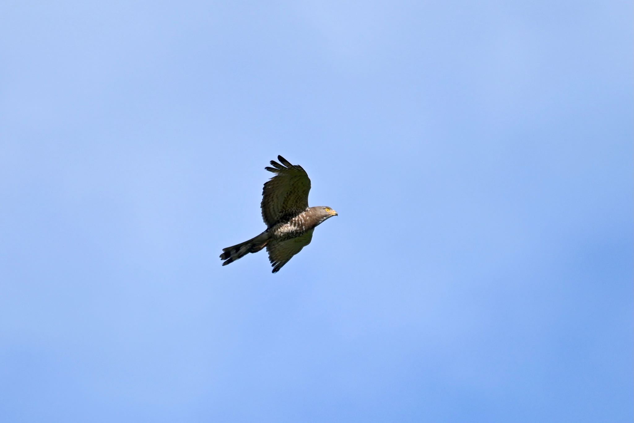 Grey-faced Buzzard