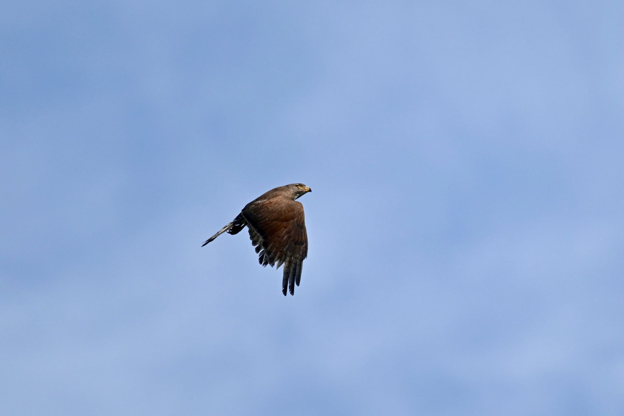 Grey-faced Buzzard