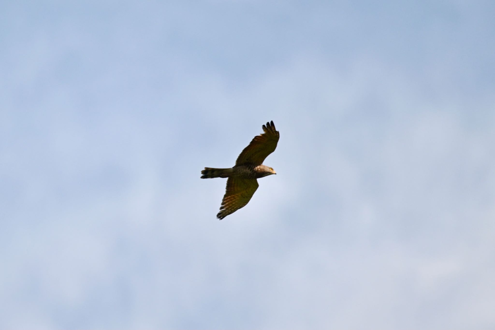 Grey-faced Buzzard