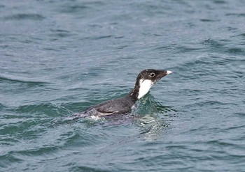 Ancient Murrelet 茨城県 Fri, 2/24/2017