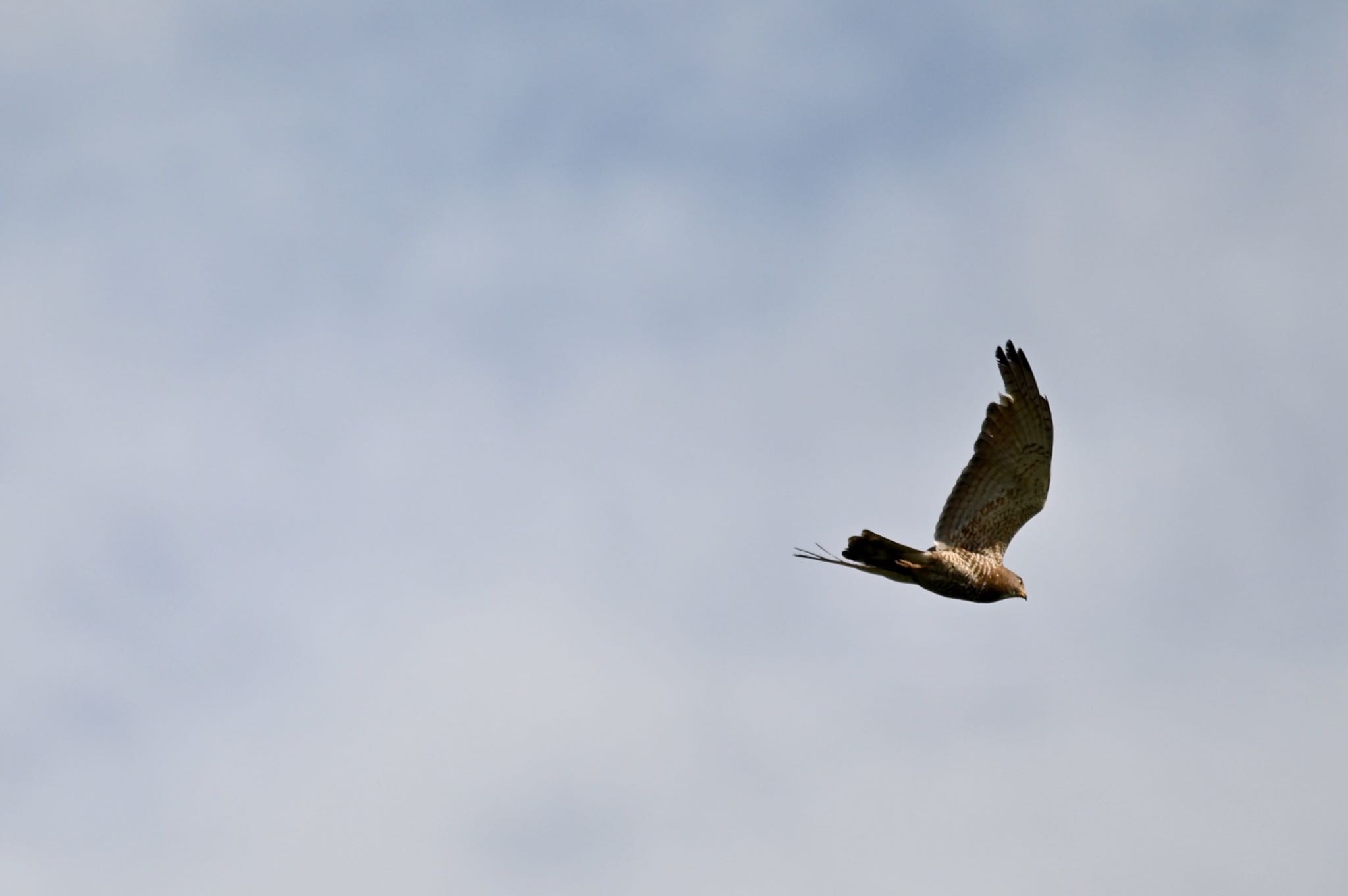 Grey-faced Buzzard