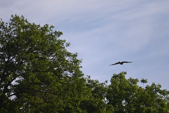 サシバ 守谷野鳥のみち 2021年5月6日(木)