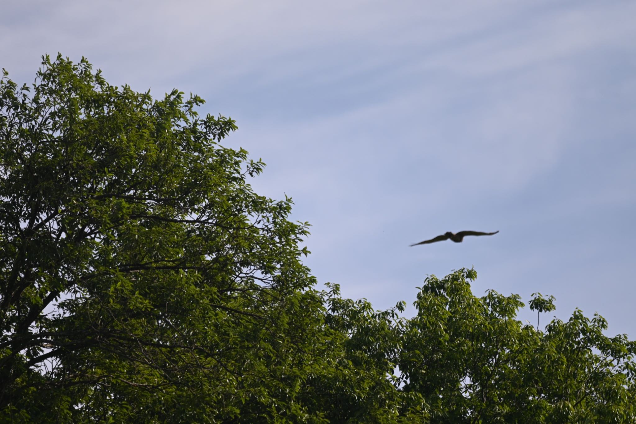 Grey-faced Buzzard