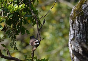 Tue, 5/4/2021 Birding report at 館山野鳥の森