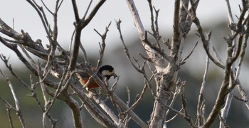 Varied Tit 館山野鳥の森 Tue, 5/4/2021