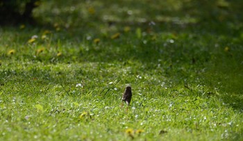 スズメ 館山野鳥の森 2021年5月4日(火)