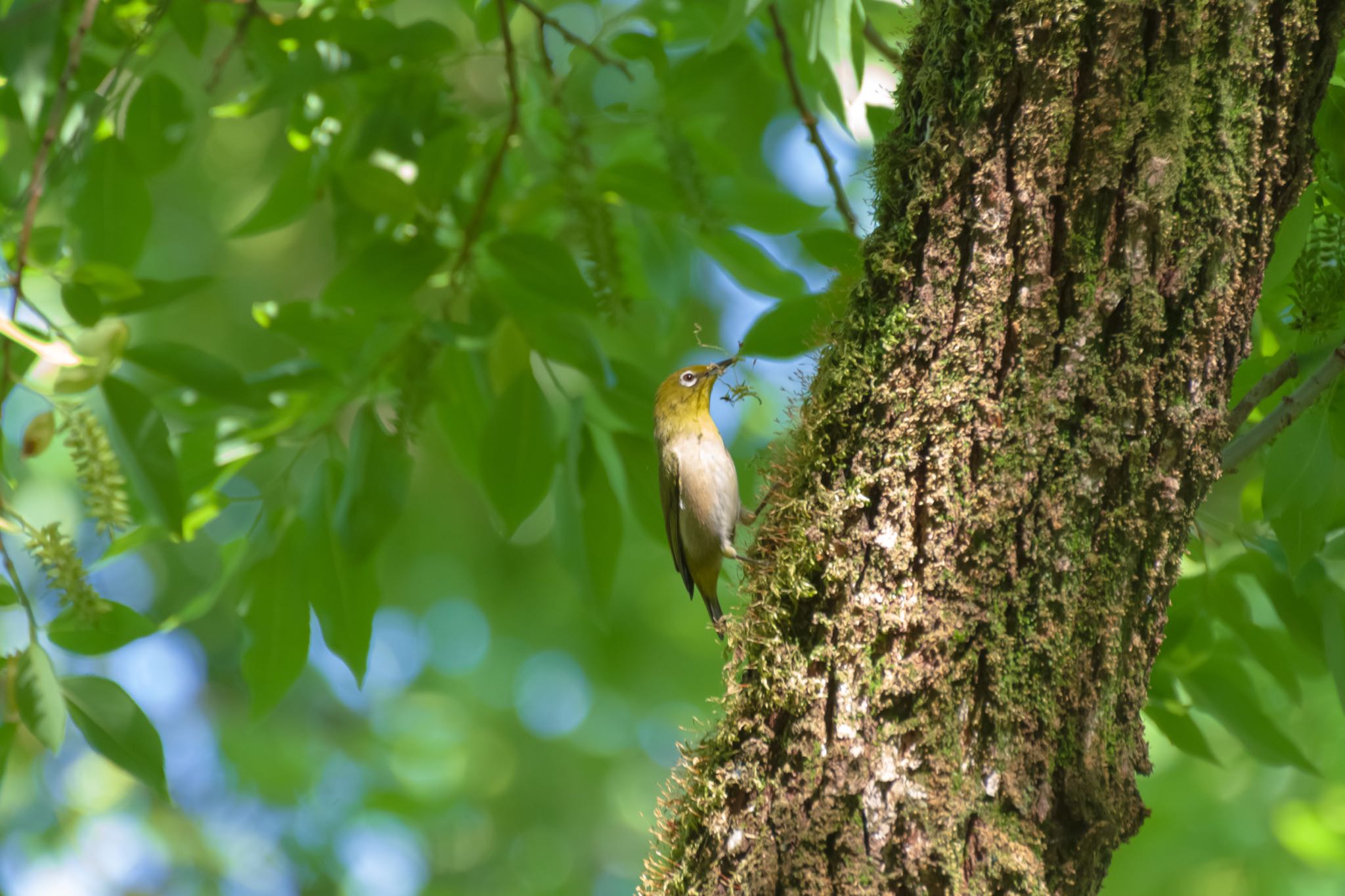 秋ヶ瀬公園 メジロの写真 by Marco Birds