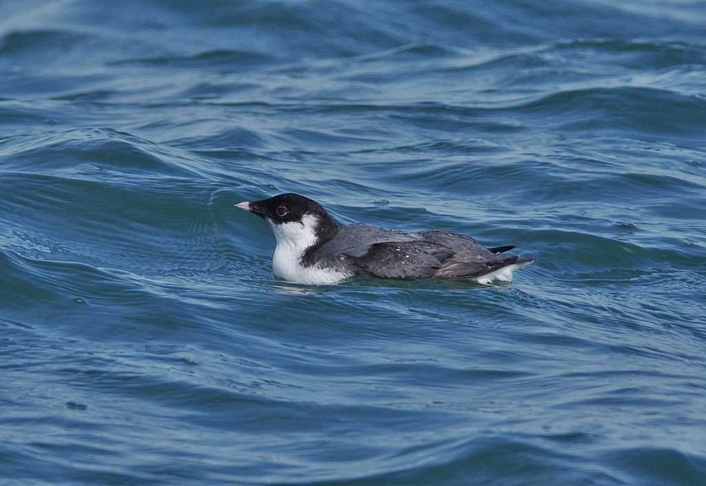 Photo of Ancient Murrelet at 茨城県 by くまのみ