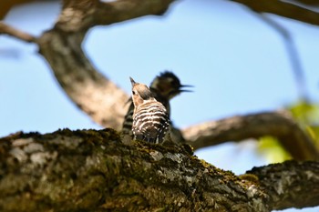 コゲラ 守谷野鳥のみち 2021年5月6日(木)