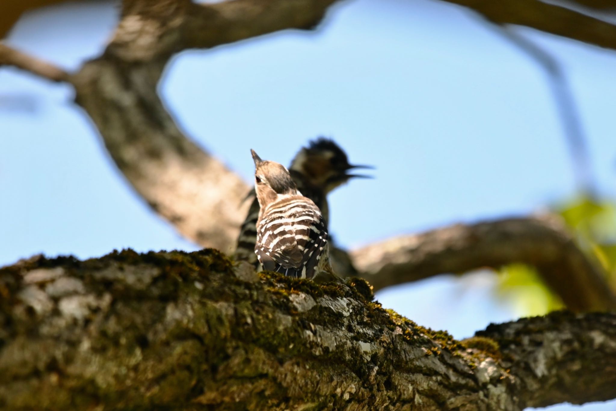 Japanese Pygmy Woodpecker