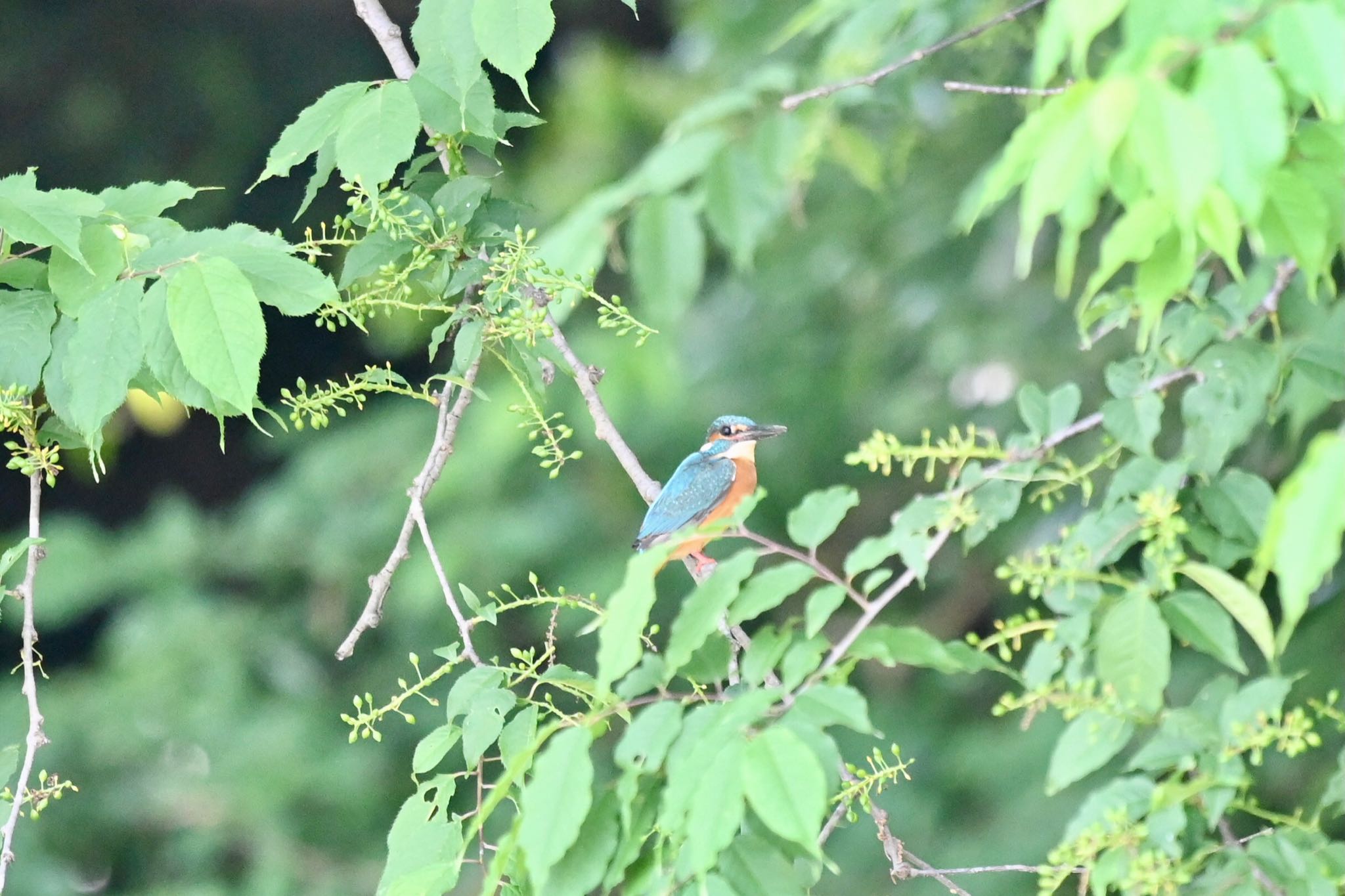 守谷野鳥のみち カワセミの写真 by Z秀丸