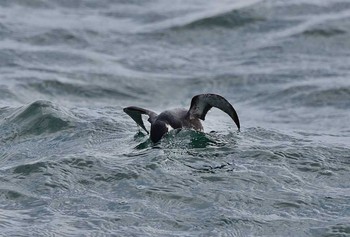 Ancient Murrelet 茨城県 Fri, 2/24/2017