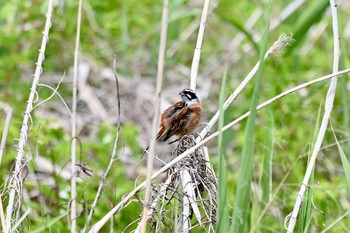 ホオジロ 守谷野鳥のみち 2021年5月6日(木)