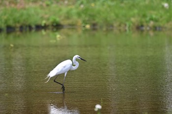 コサギ 守谷野鳥のみち 2021年5月6日(木)